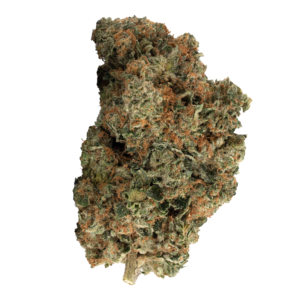 Pink Gladiator Flower