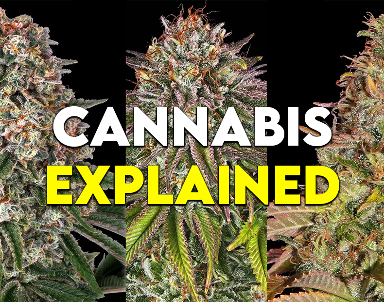 Cannabis Explained: Indica, Sativa, Hybrid - What’s the Difference? (& Why It’s Not So Simple Anymore)