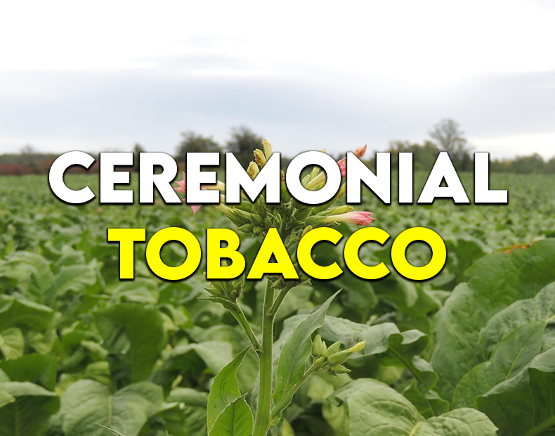 Honouring Indigenous Tobacco: A Teaching, Gift, & Living Tradition