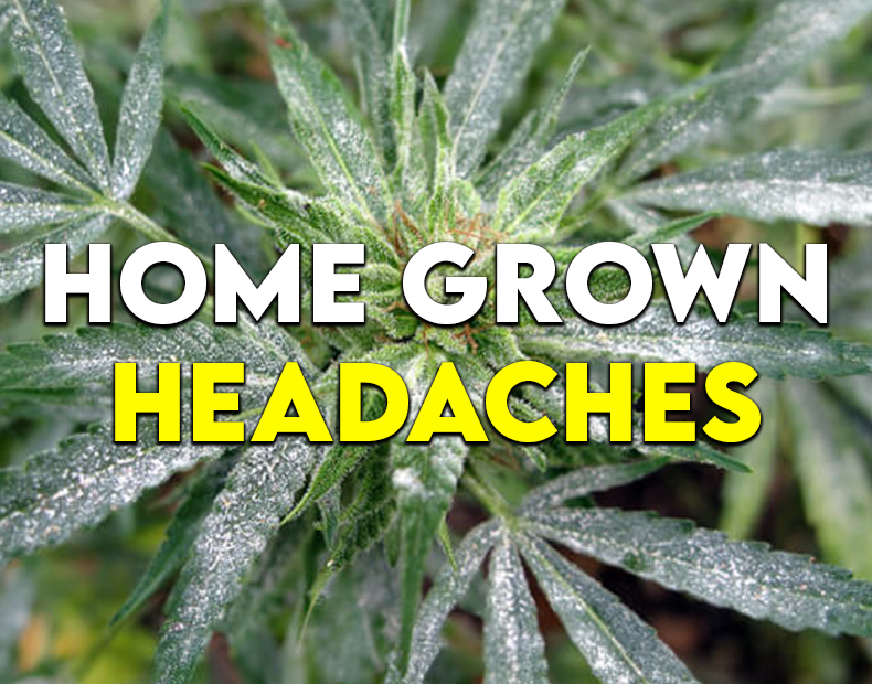 Homegrown Headaches: Why Fall Harvest Isn’t Always a Win for Backyard Cannabis Growers